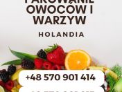 Praca OD zaraz- potrzebni pracownicy produkcyjni w Holandii